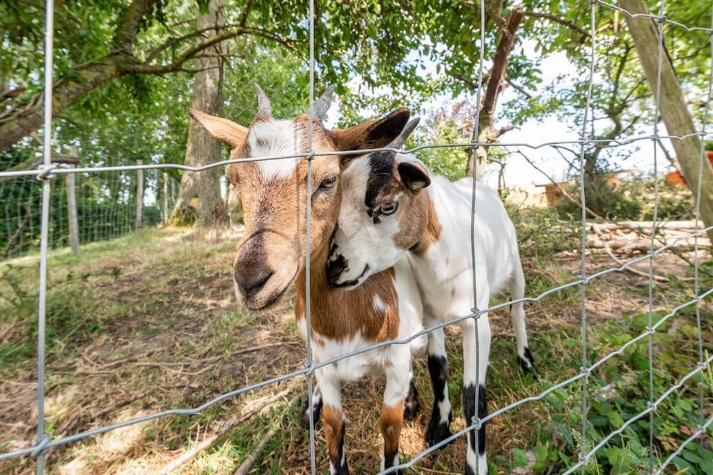 Herzeele Au Pied Du Freneヴィラ エクステリア 写真
